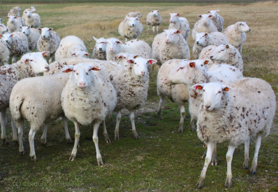 Achiels Schafe im Naturschutzgebiet Nieuwpoort, Dez. 2013